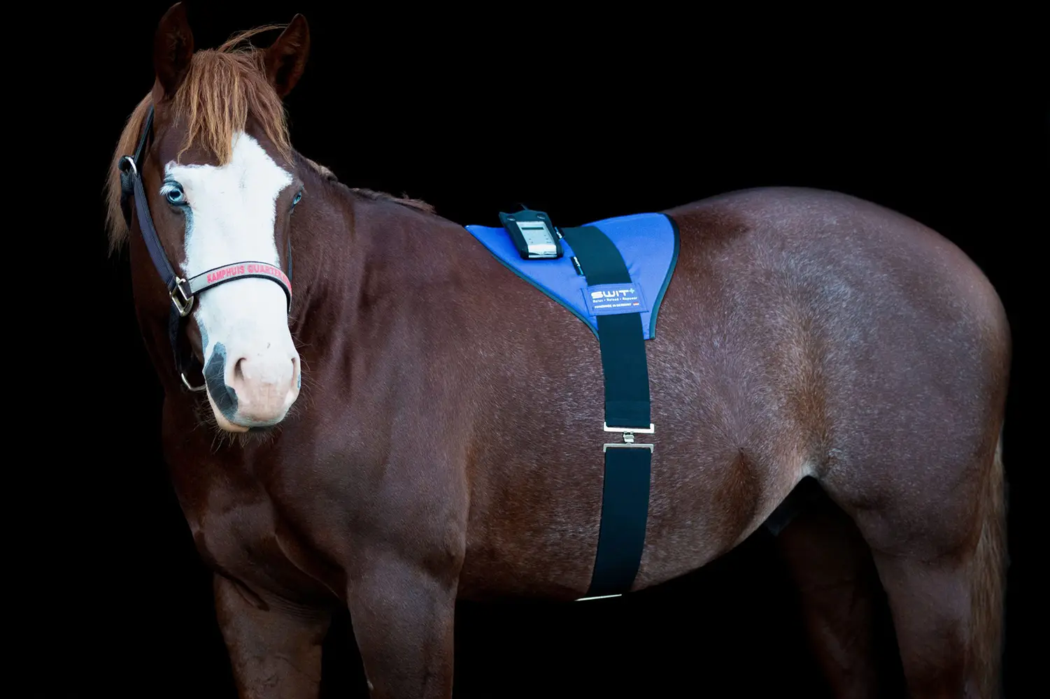 SWIT+ Balance Gürtel mit Neurobalance-System für Pferde.