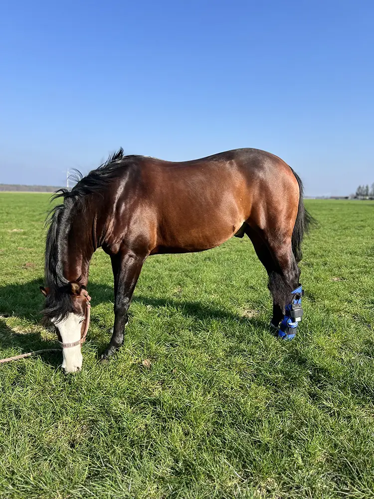 SWIT+ Fetlock Boots with Neurobalance system for horses – targeted joint support