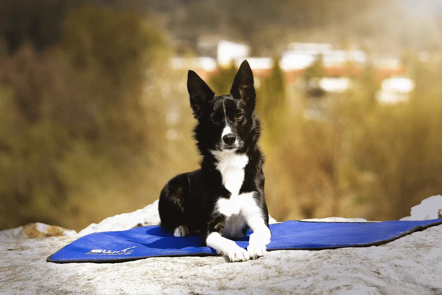 SWIT® Hundematte mit integriertem Neurobalance-System in verschiedenen Farben und 5 Modi für Entspannung, Fokus & Regeneration